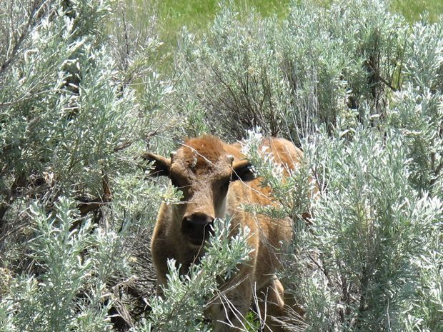 Brucellosis Speakers Amplify Difference between Wildlife, Livestock ...