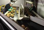 Packing potatoes