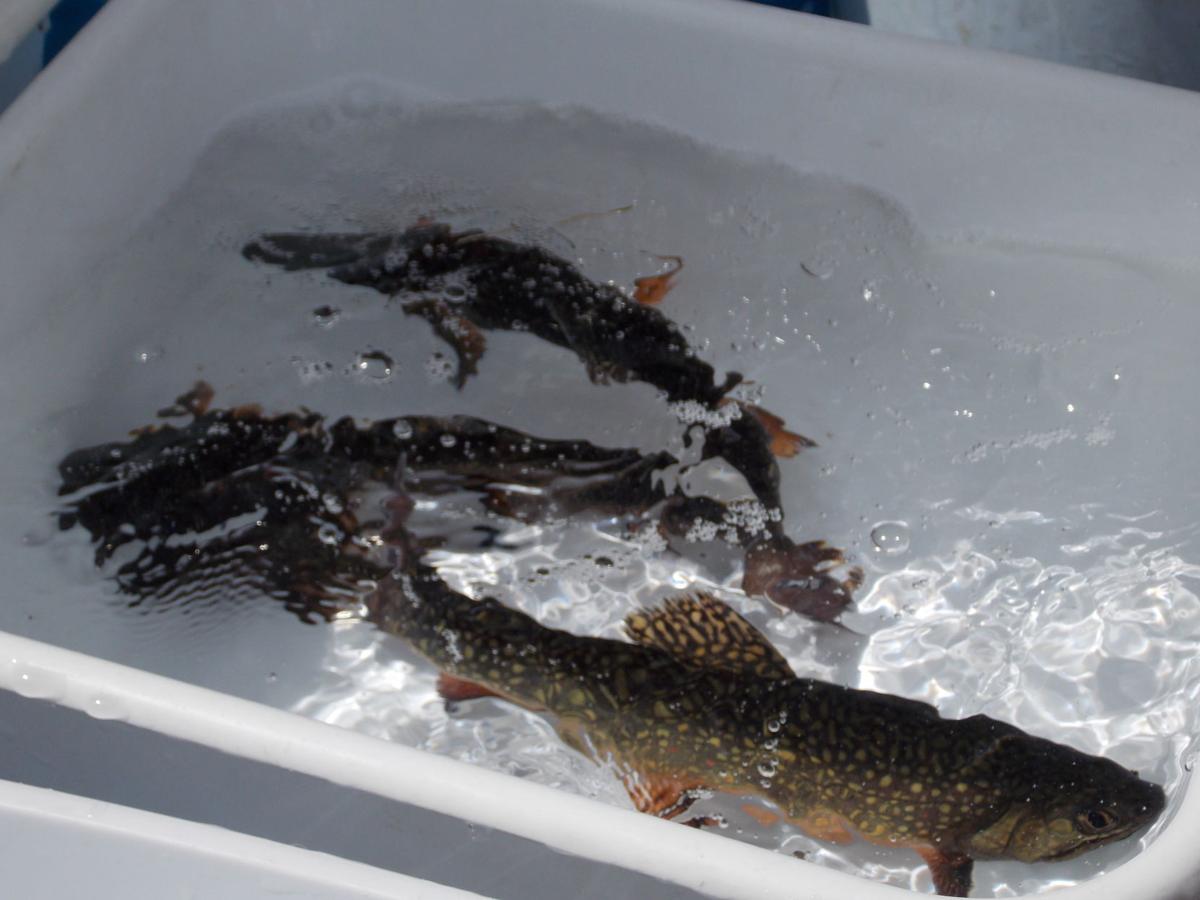 Idaho Fish and Game pioneers sexaltering hormone as brook trout