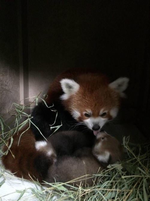 Twin Red Pandas Born At Zoo Boise And You Can Help Name Them