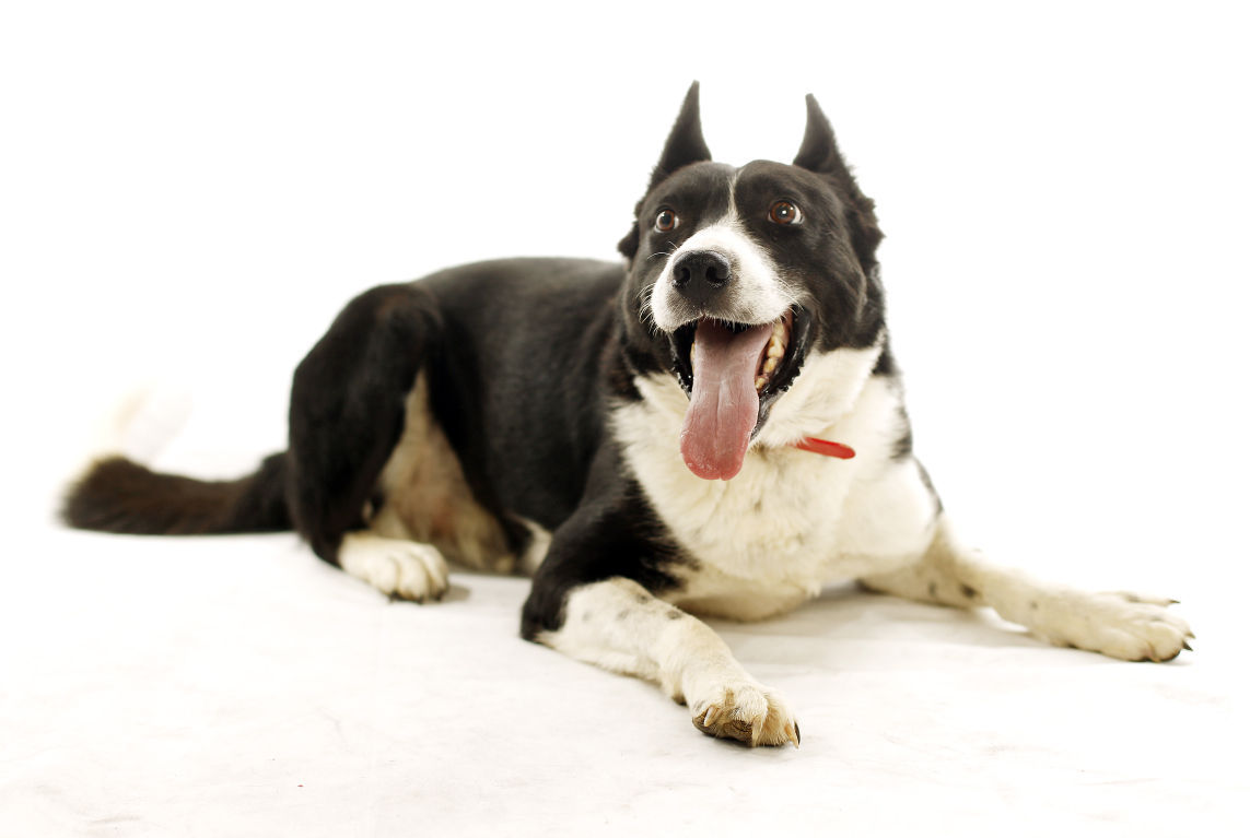 Dogs with Jobs