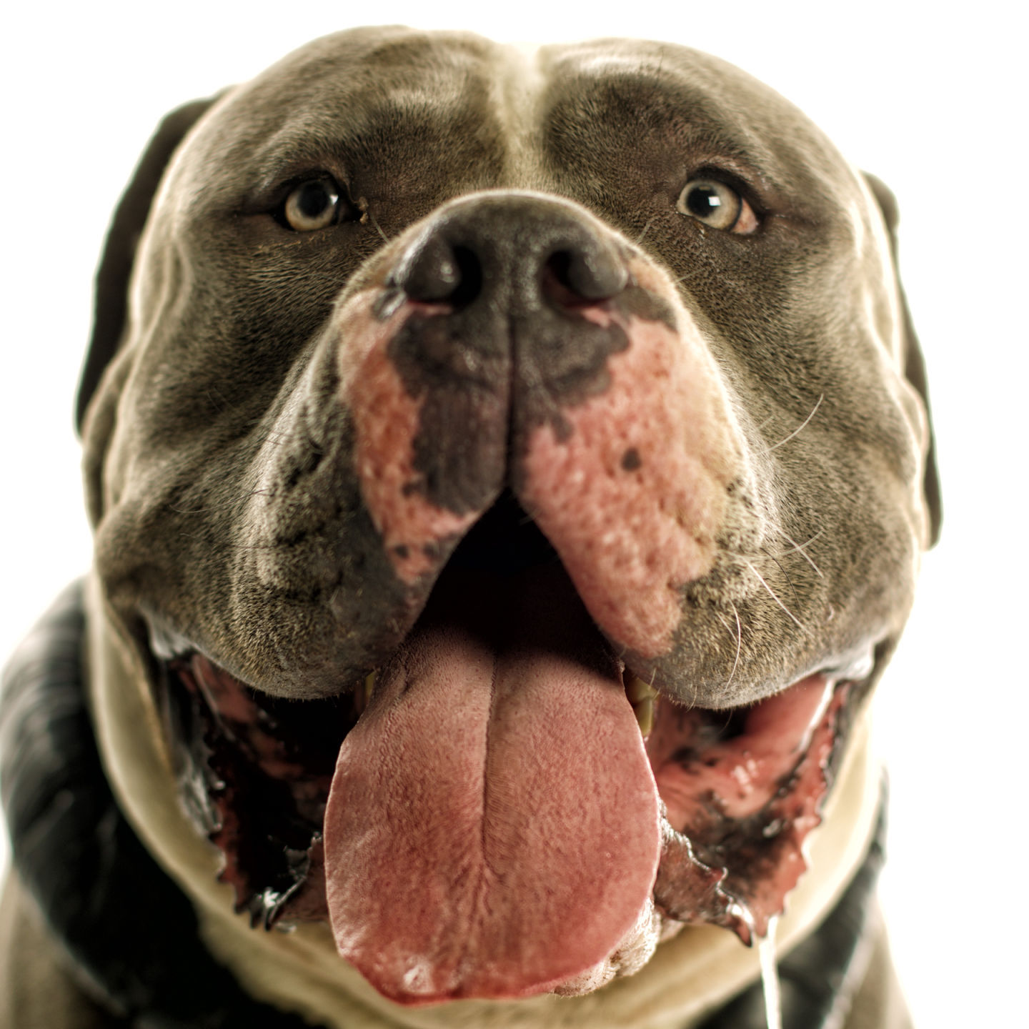 Dogs with Jobs