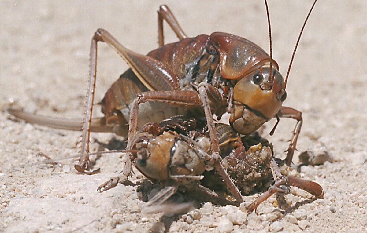 Mormon crickets are back — 3 inches long and wreaking havoc in Idaho