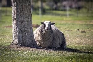 Finding the 'rural' in community