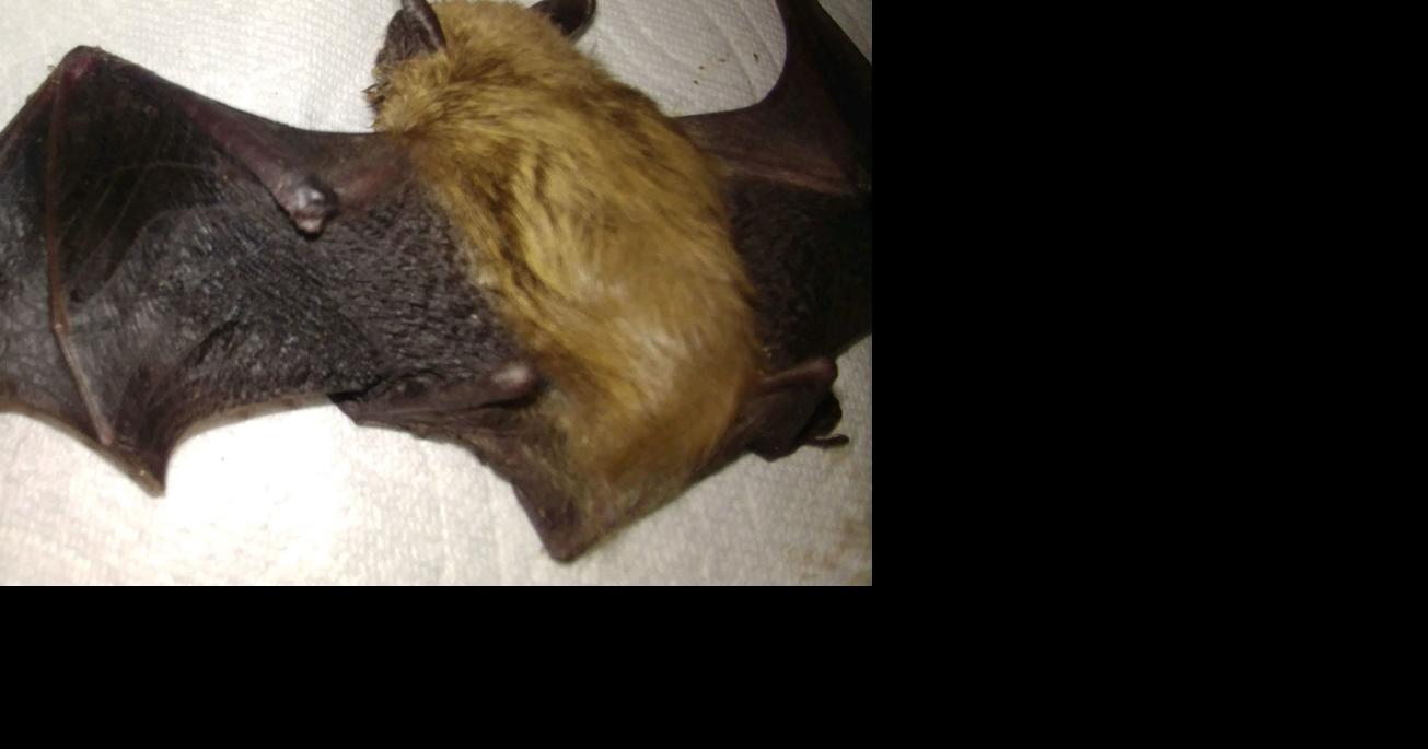 Health district advises caution after rabid bat confirmed in Blaine County