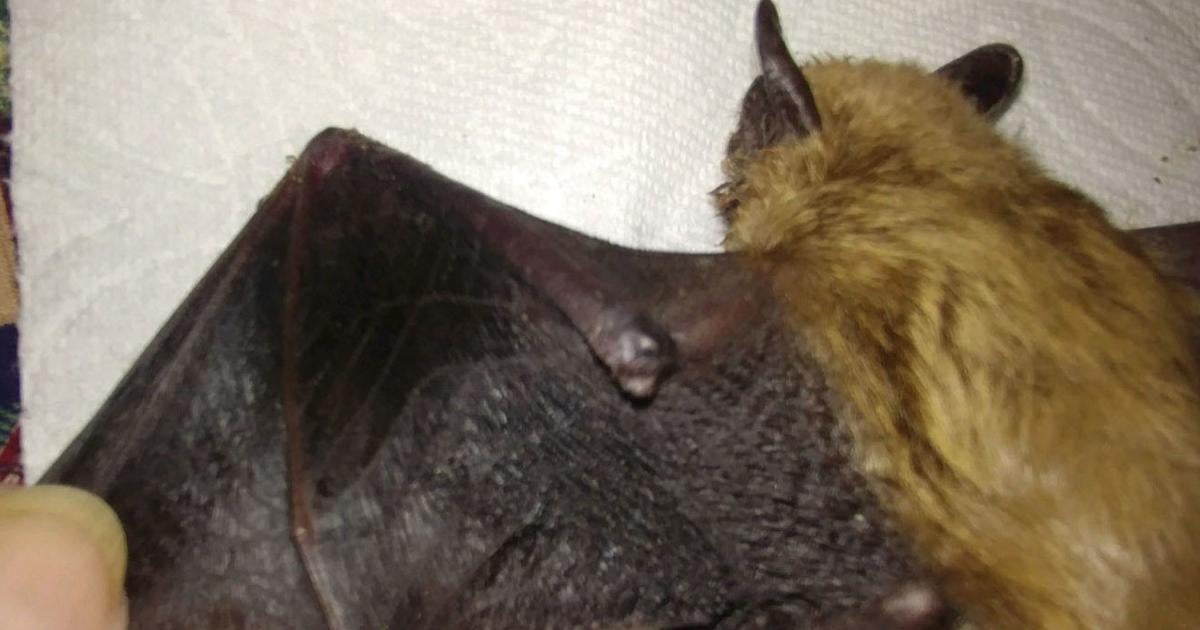 Health district advises caution after rabid bat confirmed in Blaine County