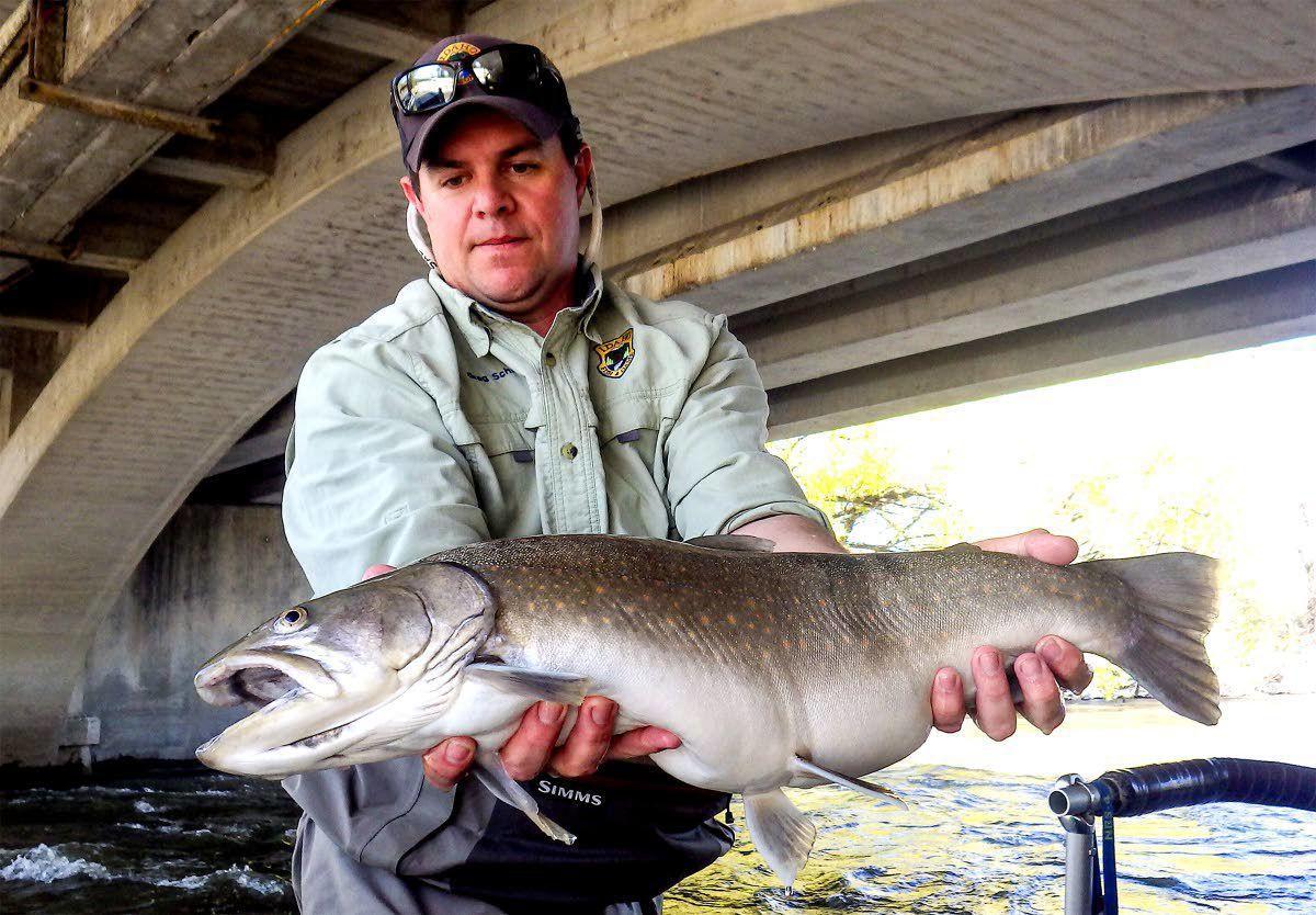 A Fish S Life Can Cover Many Miles Individual Idaho Bull Trout Tracked On Nearly 200 Mile Trek Outdoors Magicvalley Com