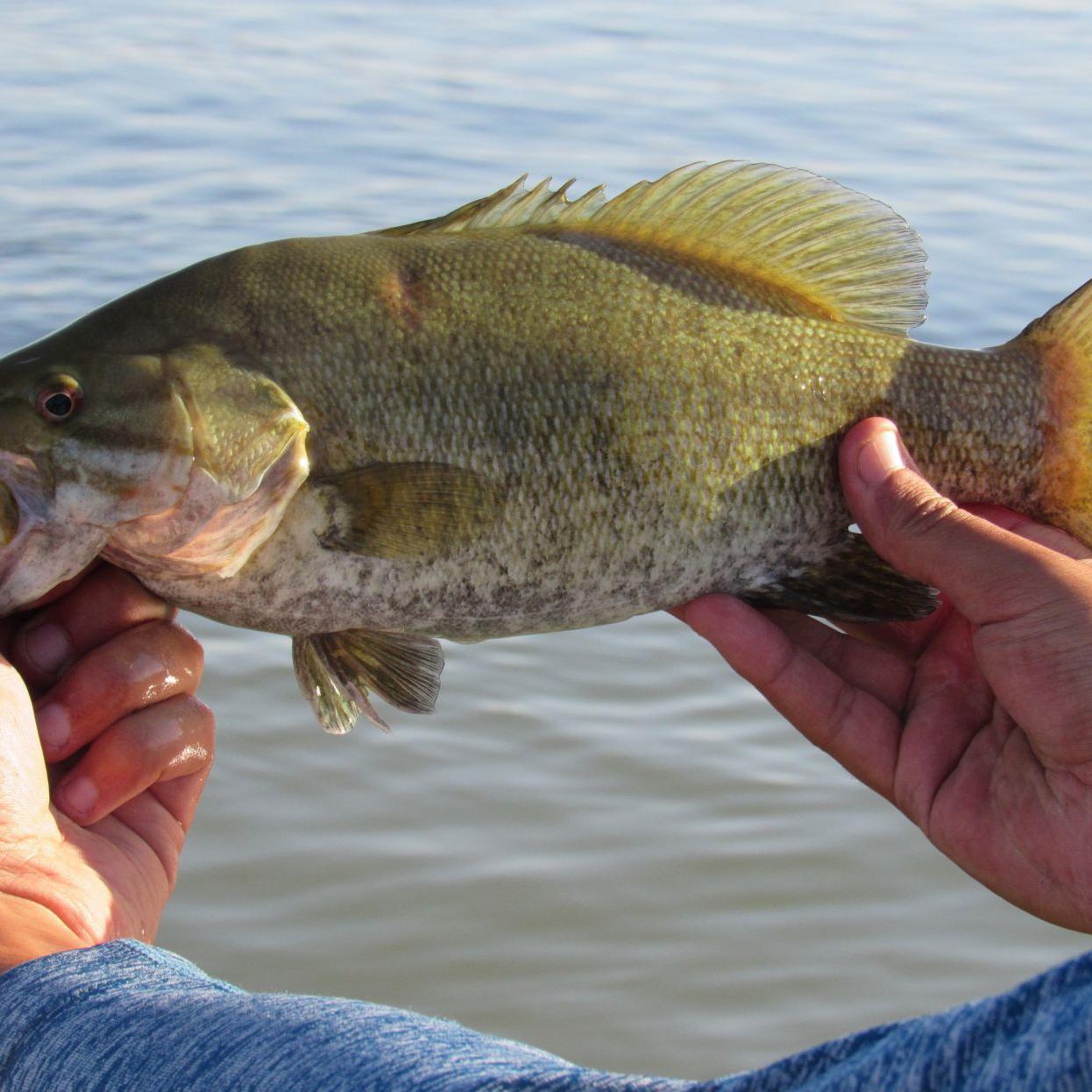 Massacre Rocks State Park offers big-time bass fishing | Outdoors and  Recreation | magicvalley.com