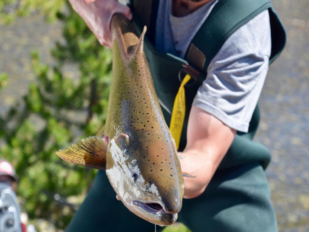 F G Commission Approves 2020 Spring Chinook Salmon Season Local Magicvalley Com
