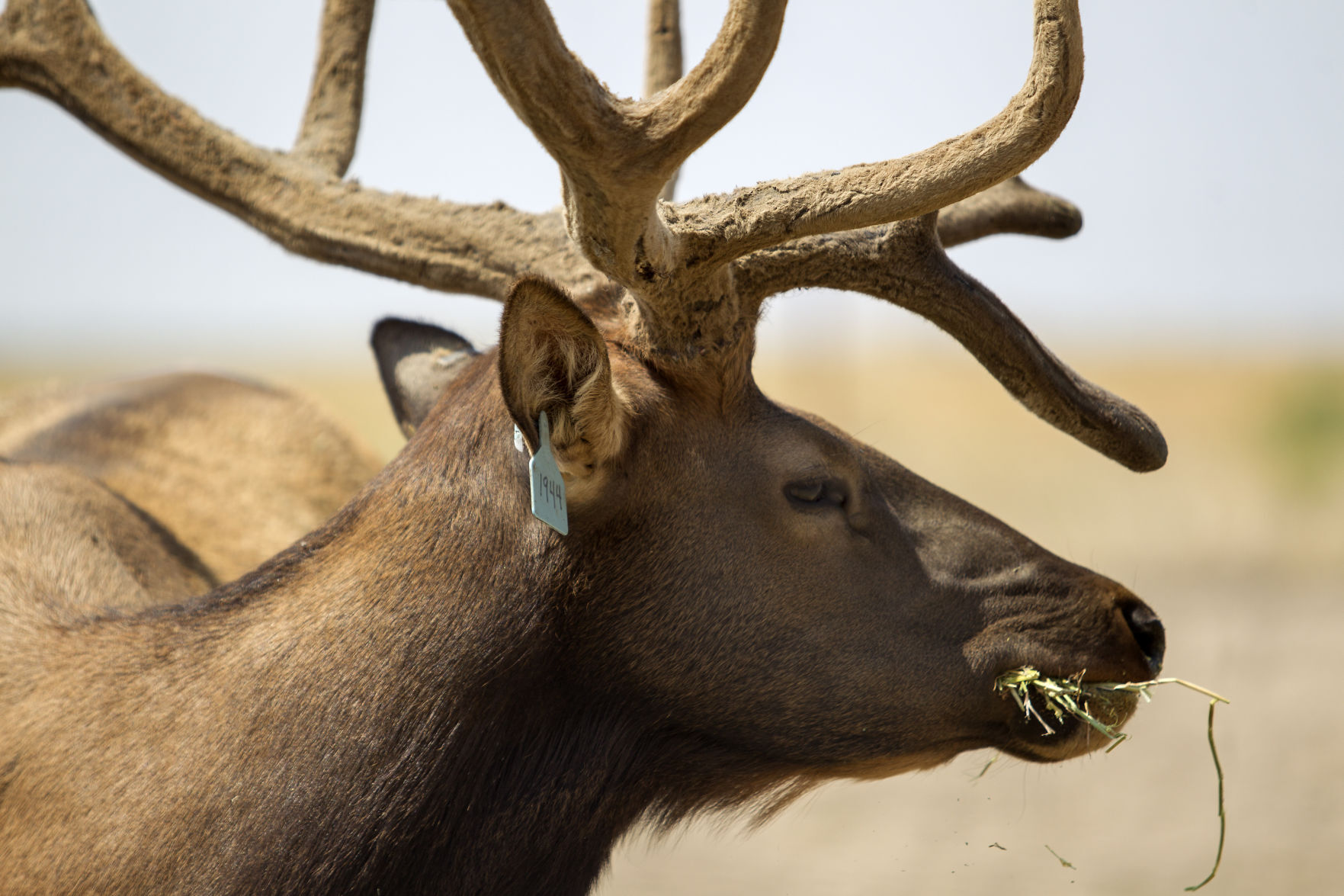 Information sought in the case of a dead bull elk found north of Ketchum pic pic