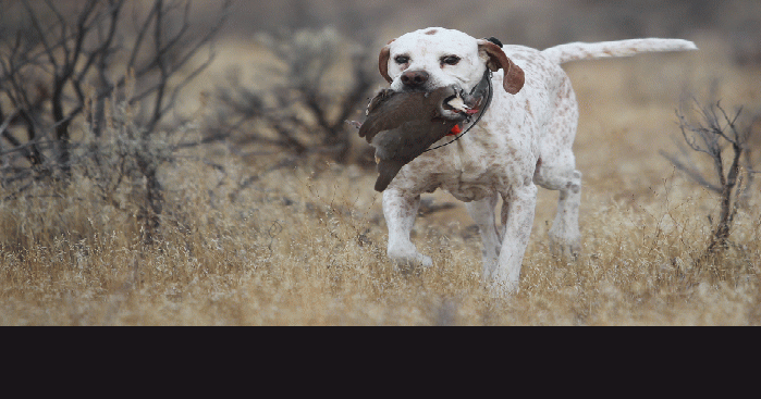 Utah Desert Bird Dog Club