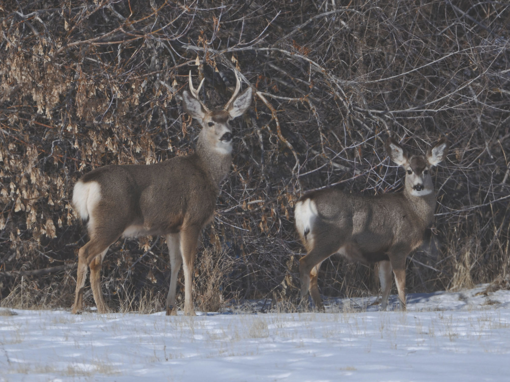how many stomachs does a deer have