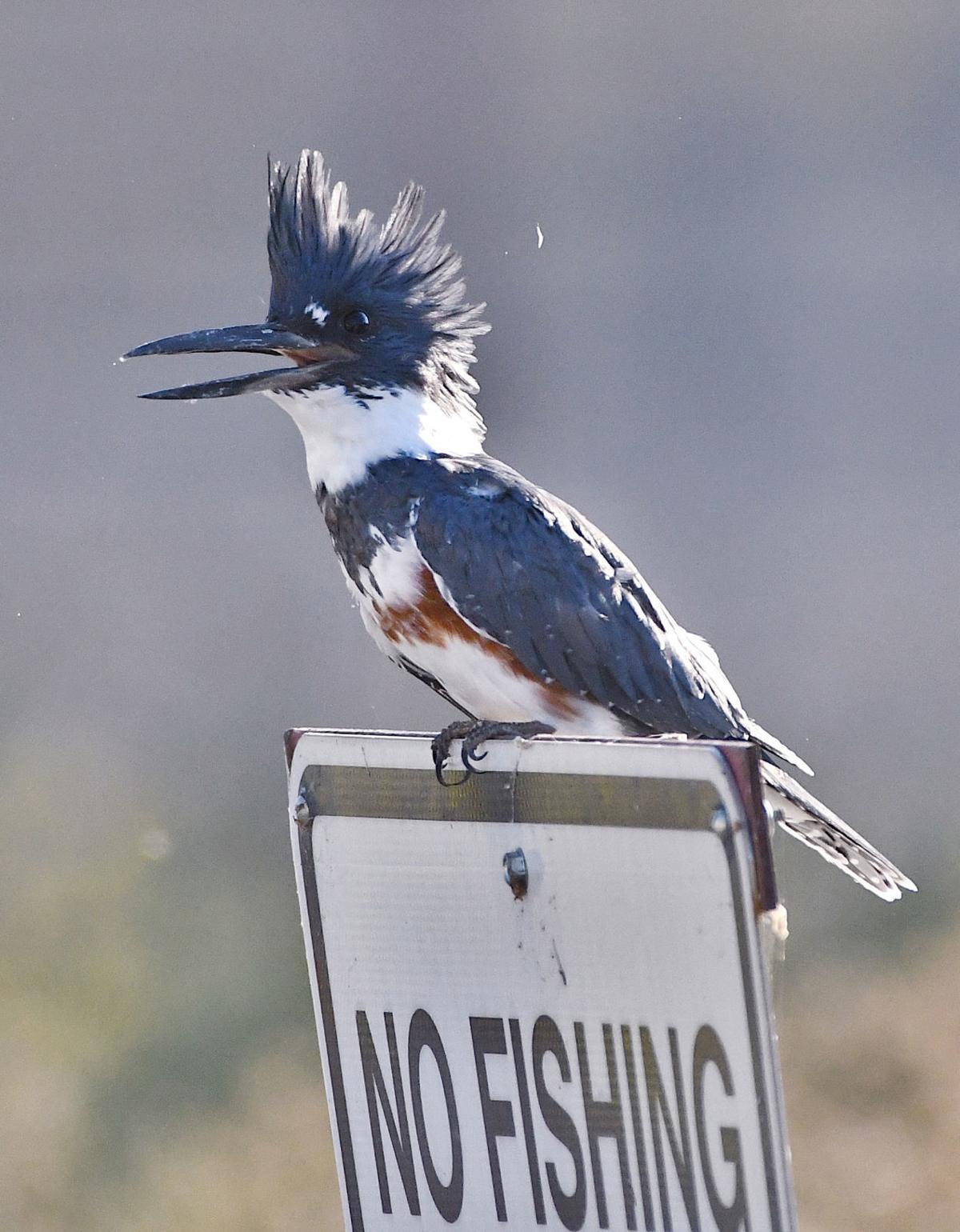 All we want for the holidays is a belted kingfisher in a fir tree