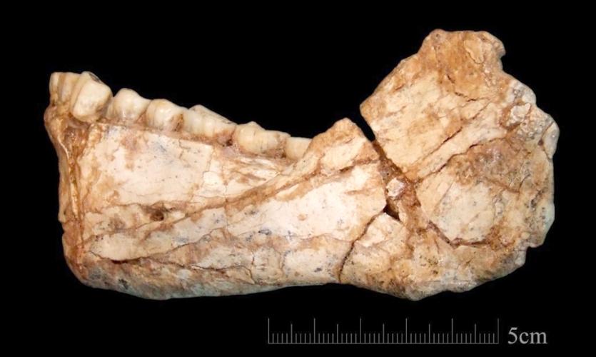 Oldest Homo sapiens fossils discovered in Morocco