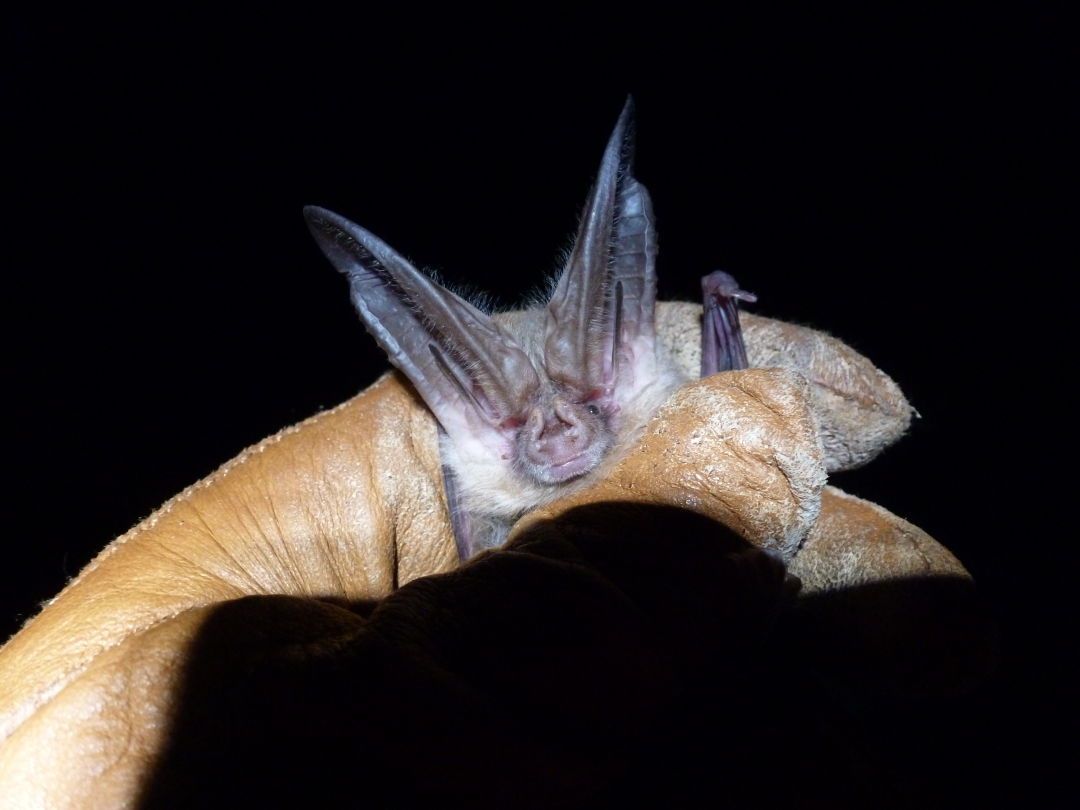 What should you do if you find a bat? If you can, leave it alone