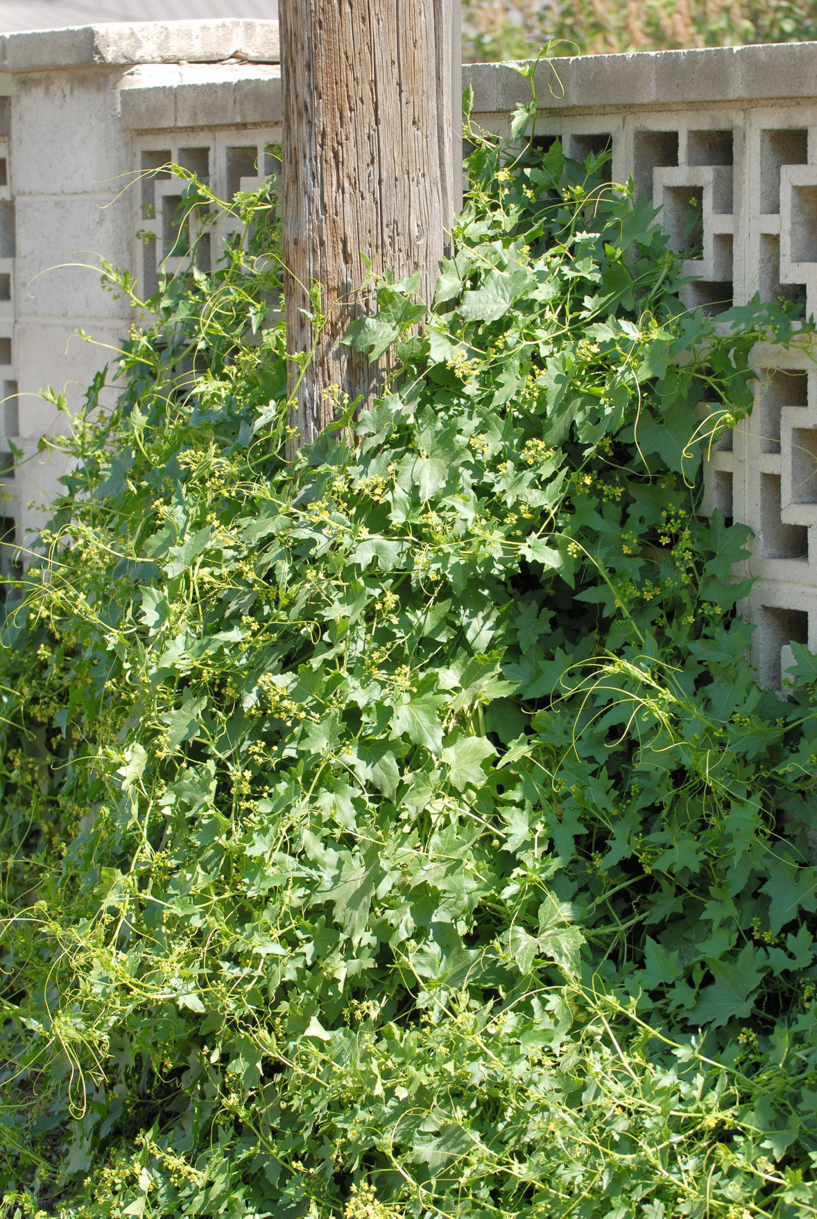 New Noxious Weed Plaguing Magic Valley Landowners