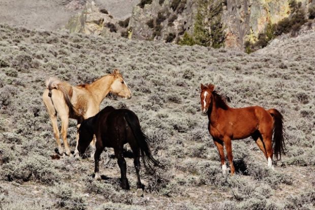 Gallery: Wild Horses of Idaho | Outdoors and Recreation | magicvalley.com