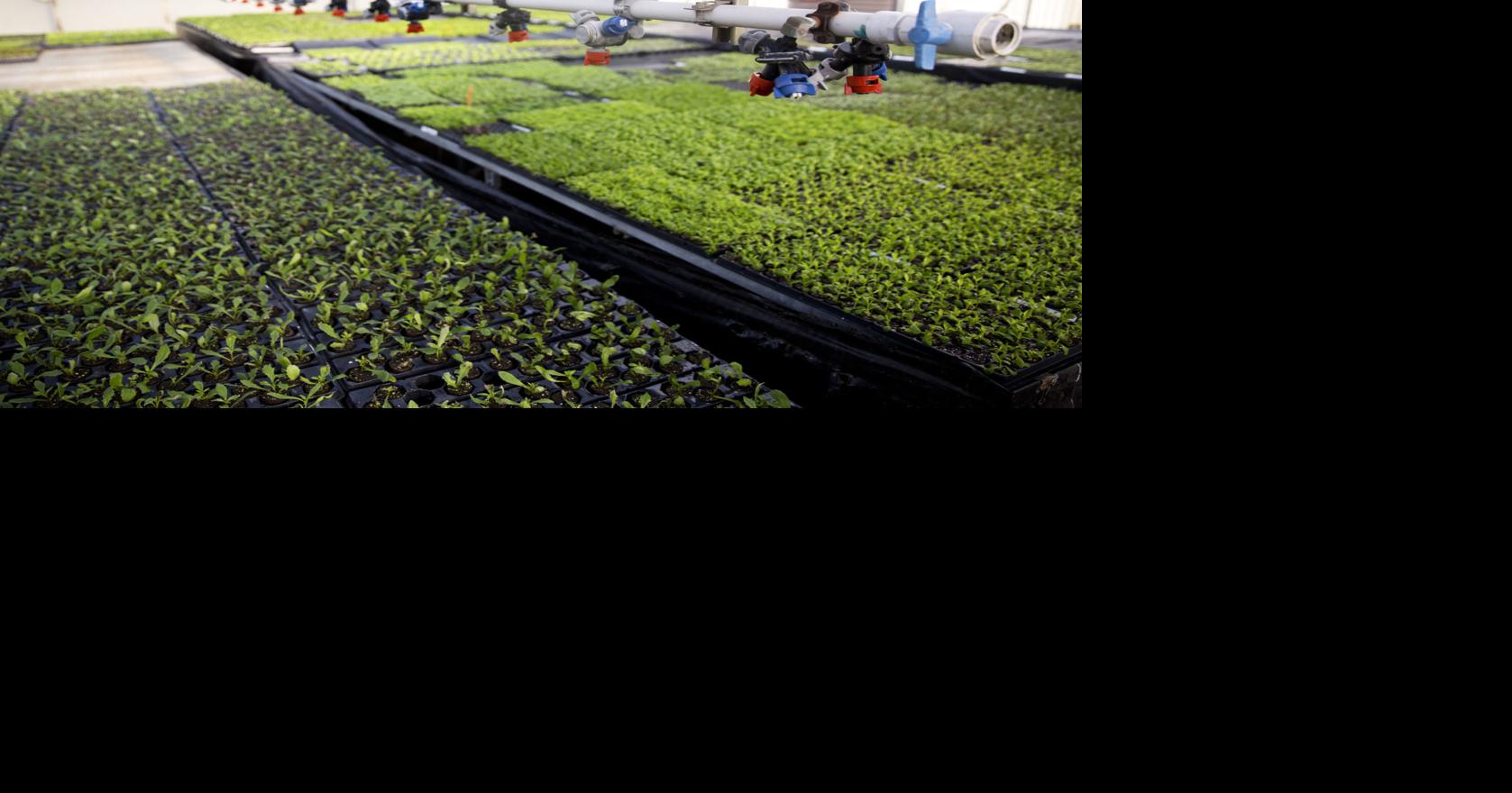 Risch picks Moss Greenhouses of Jerome as the February Small Business