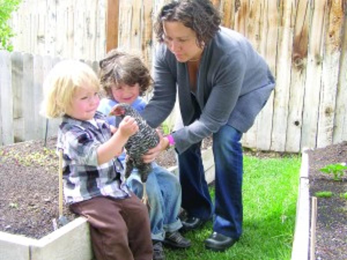 Here S All The Cluck On City Chickens Lifestyles Magicvalley Com