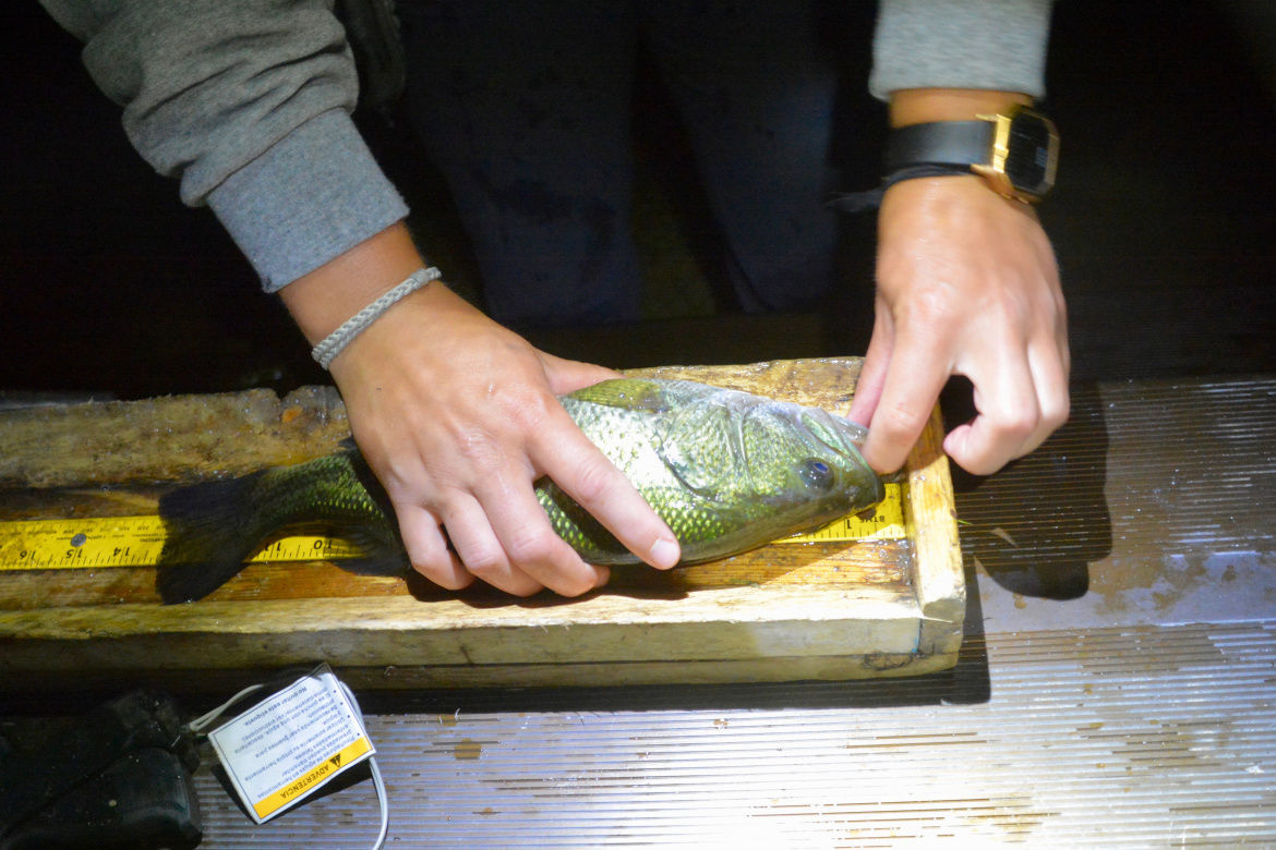 Bruneau electrofishing
