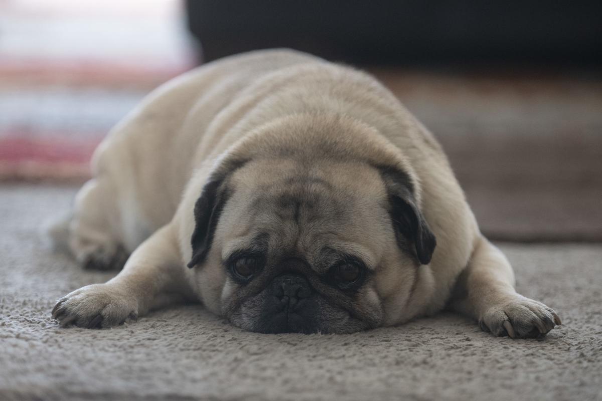 Area Visitors Find More Lodging Options As Airbnb Gains Popularity In South Central Idaho Magicvalley Com