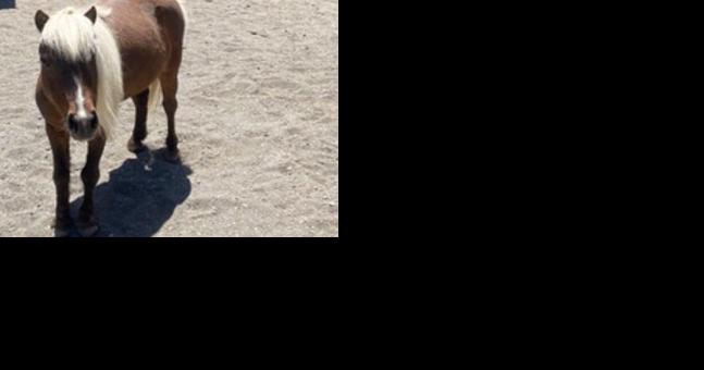 Horse rescues assist neglected animals - Vimarsana News