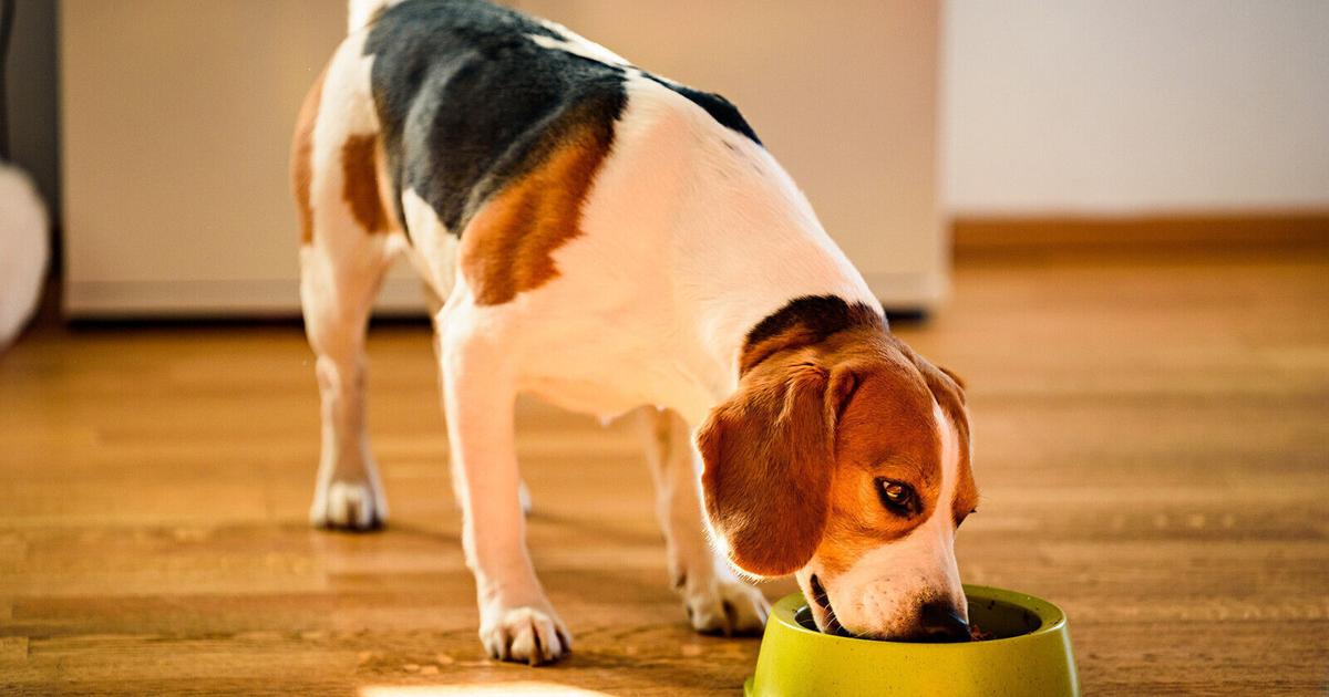 Health news: Washing your dog’s bowl can affect your health, US life expectancy drops, and more | Health, Medicine and Fitness Health news: Washing your dog’s bowl can affect your health, US life expectancy drops, and more | Health, Medicine and Fitness