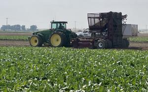 U of I report: Idaho agriculture’s economic impact hits record $44.5 billion