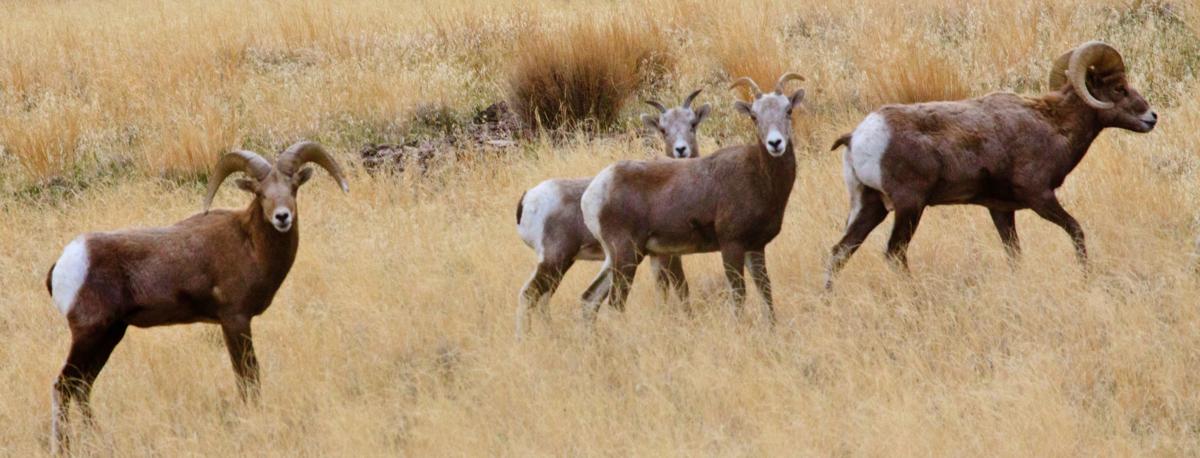 Bighorns