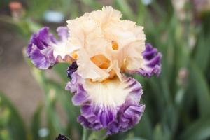 What's up this week in Magic Valley?