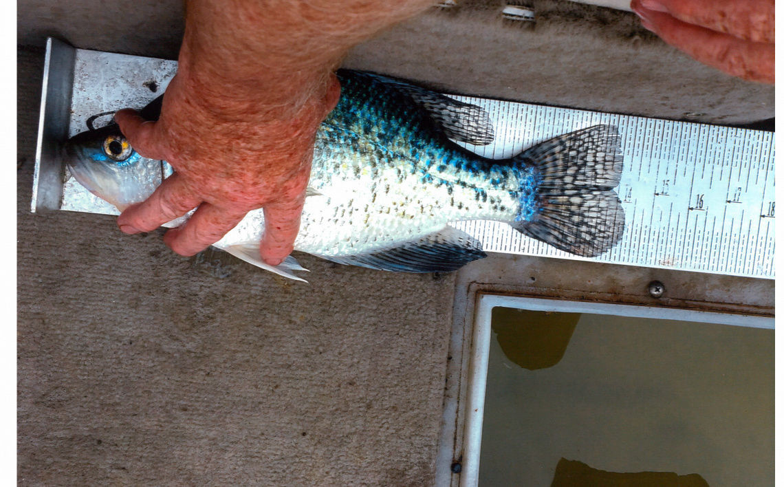 fishing planet where and when to catch white crappie in texas