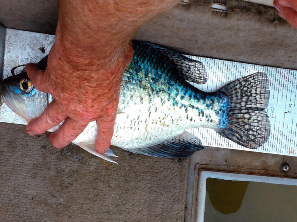 Angler Lands New White Crappie Record Outdoors And Recreation Magicvalley Com