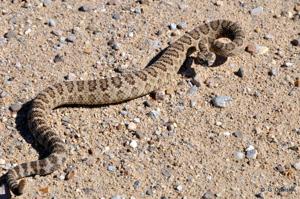 Snakebit: Magic Valley children suffer rattlesnake bites