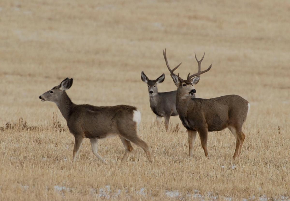 Wyoming mule deer migrates almost 250 miles Outdoors and Recreation