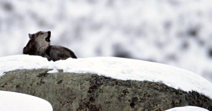 Jackson Hole study examines wolf-prey interactions - Vimarsana News