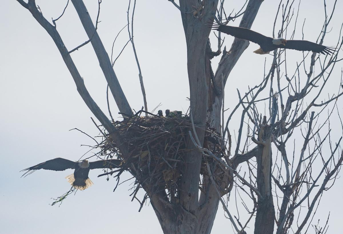 Eagles causing a stir