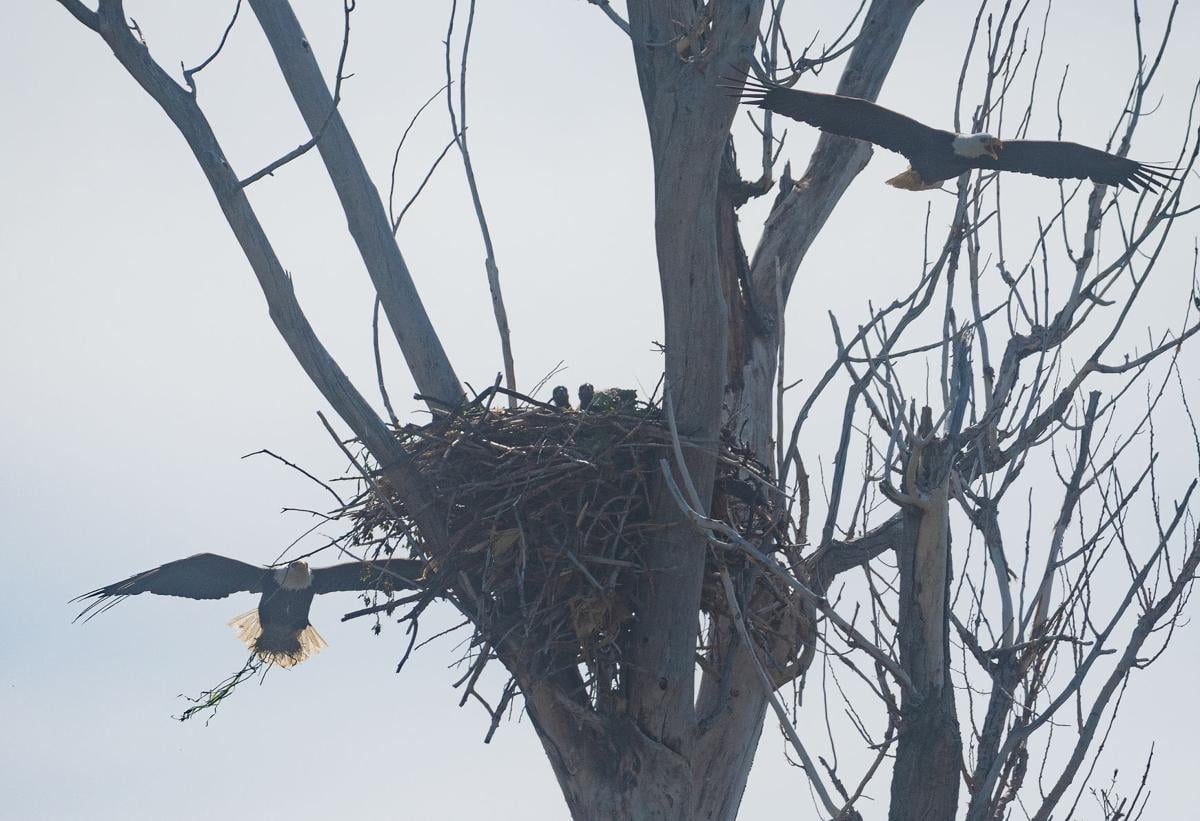 No snowball effect for Eagles today