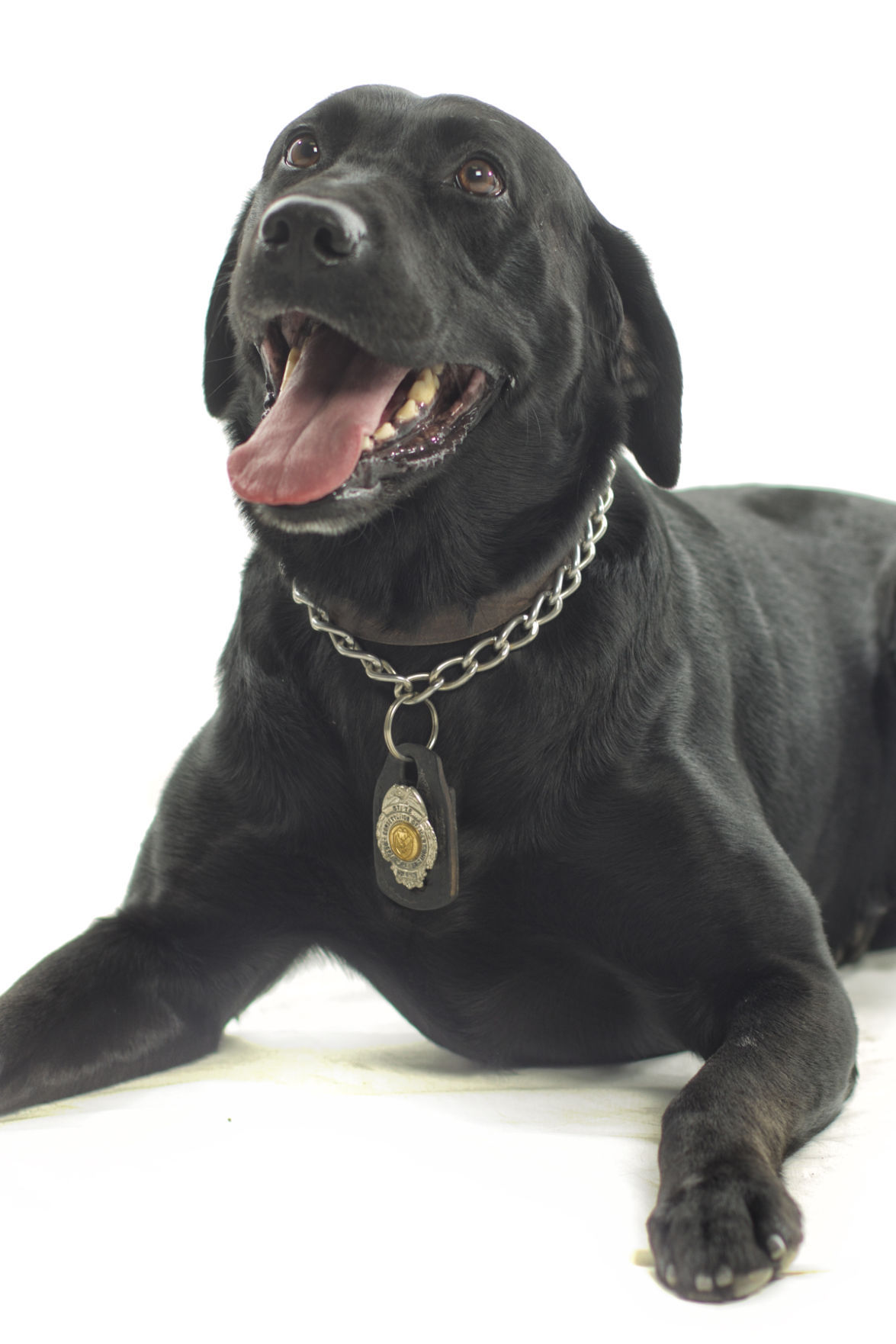 Dogs with Jobs