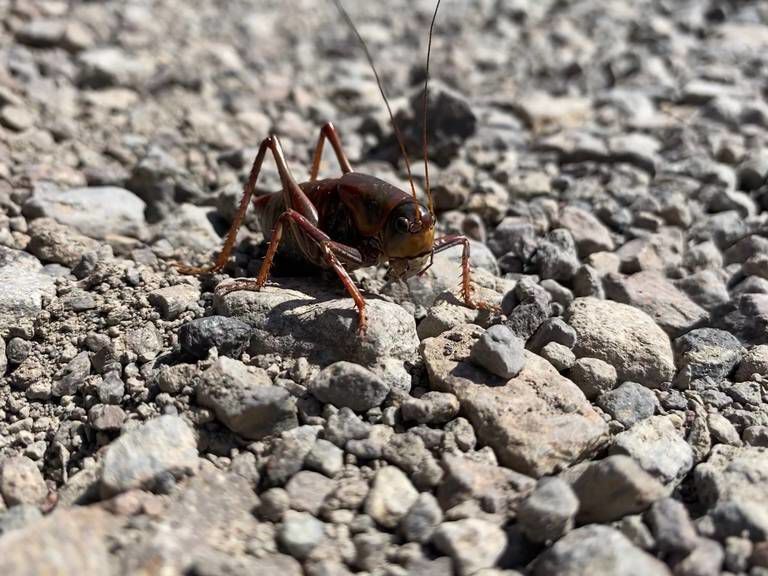 Mormon cricke