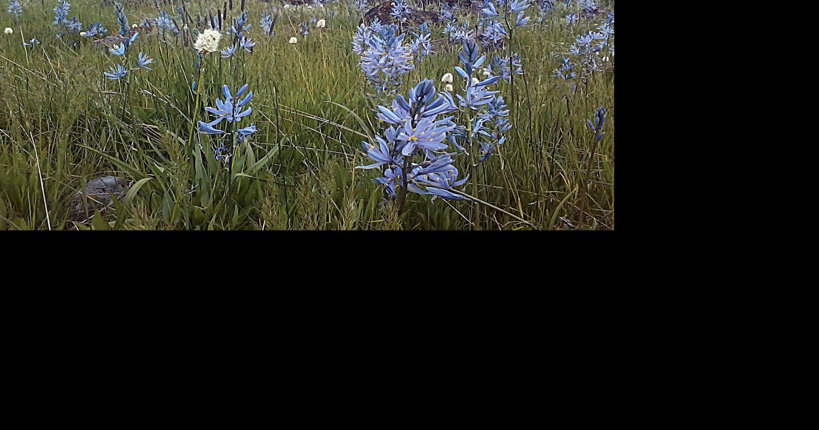 4 reasons to attend Camas Lily Days