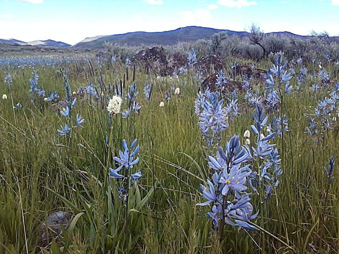 4 reasons to attend Camas Lily Days