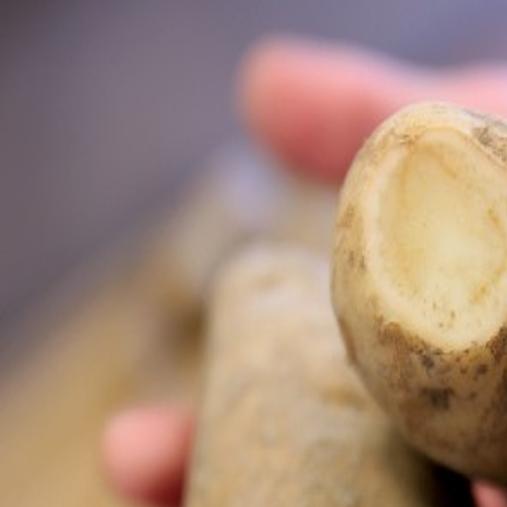 Ring Rot Found On Some Magic Valley Farms Southern Idaho