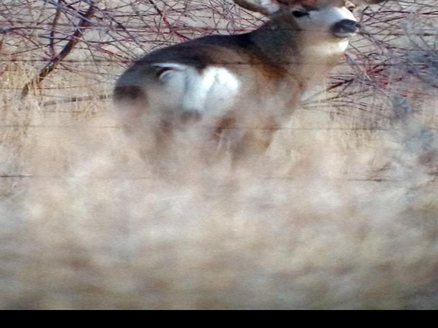 Man Charged With Poaching Trophy Buck In Rock Creek Park Crime Courts Magicvalley Com