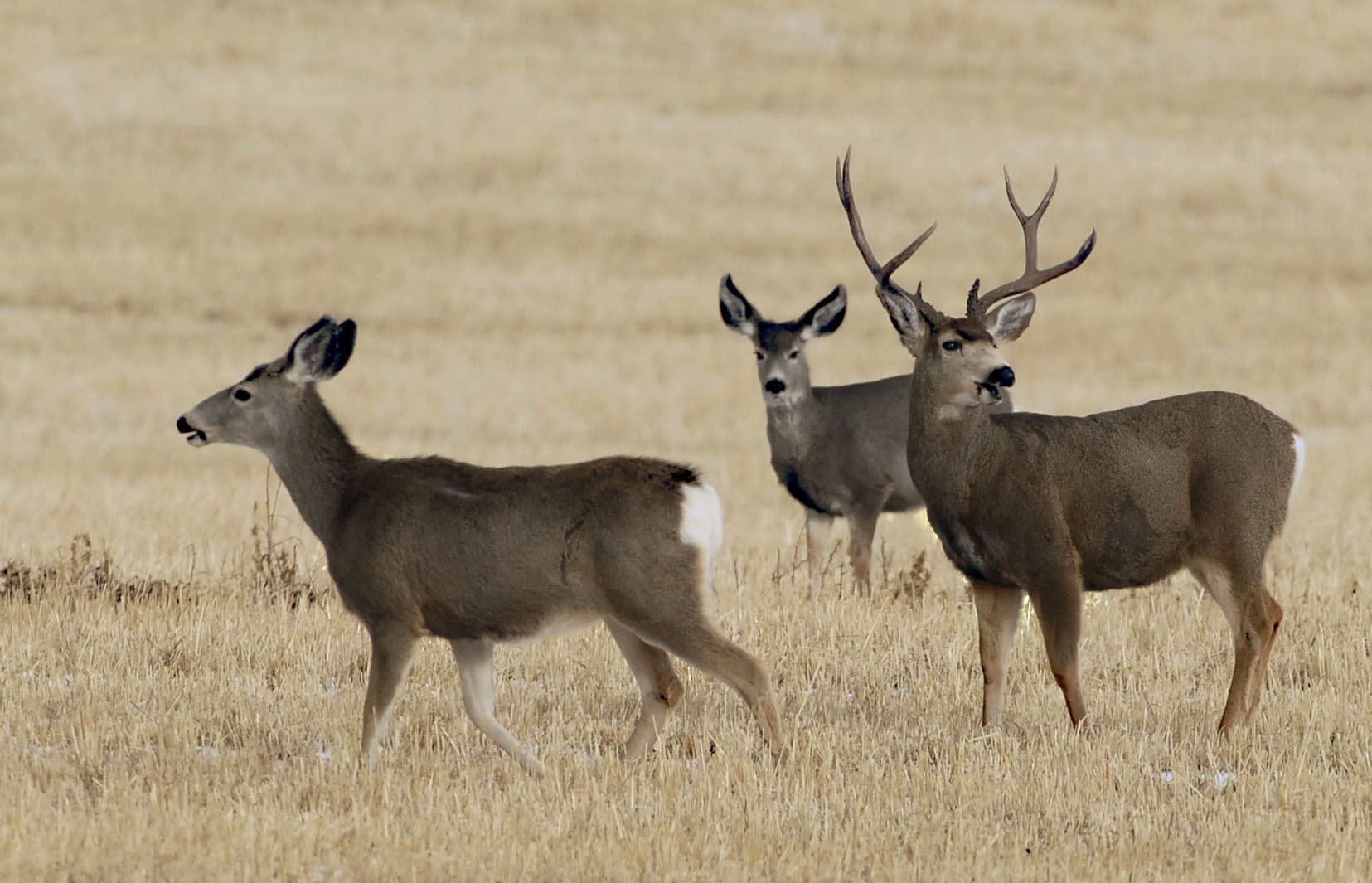 mule deer feed