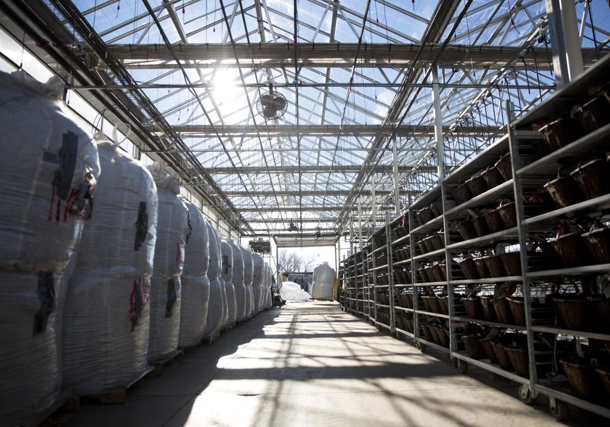 Moss Greenhouses keeps to its roots