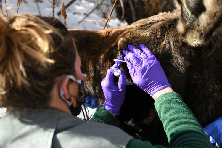Fish and Game treats sick cow moose for a second time in Hailey