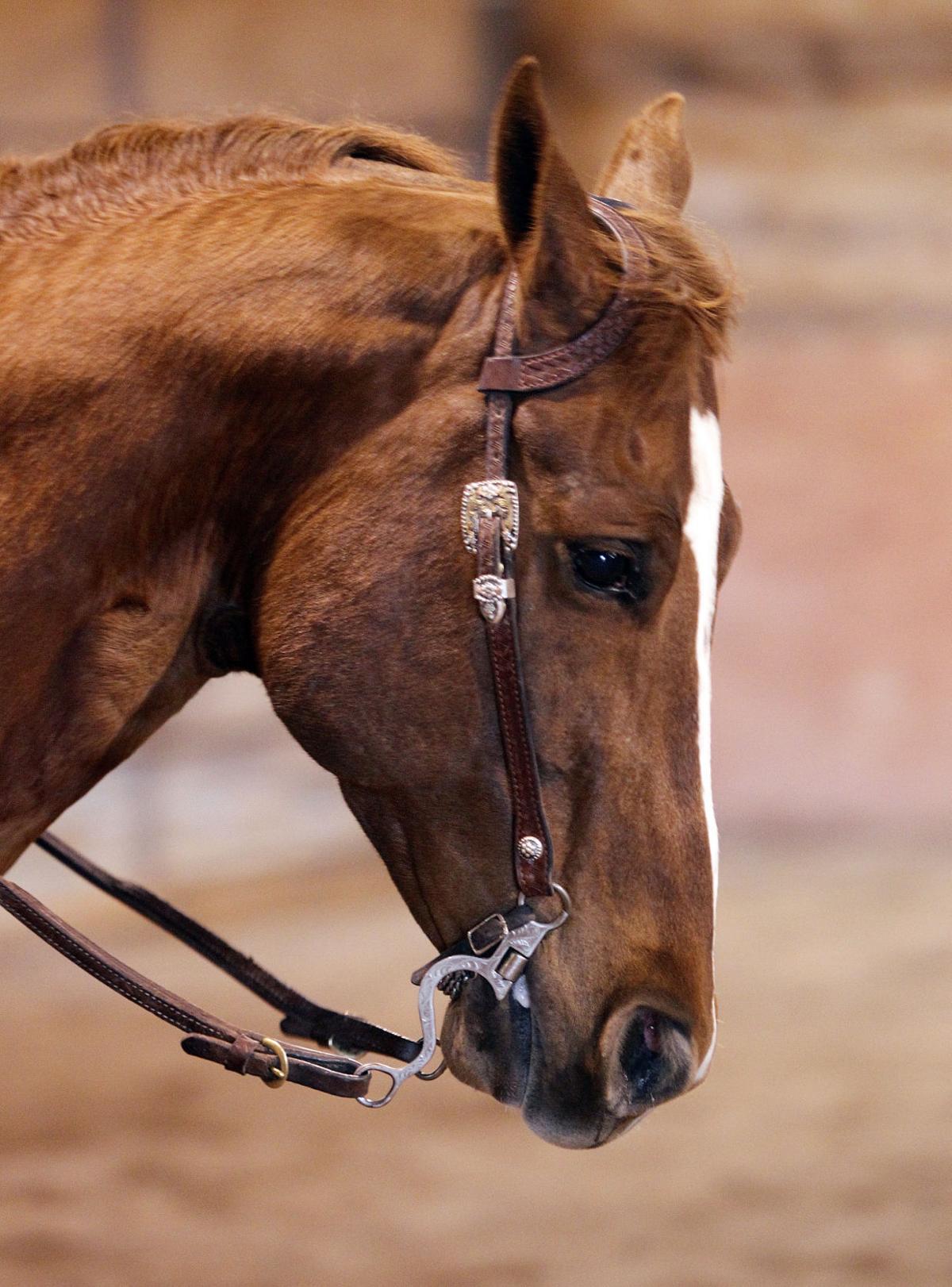 Gallery American Quarter Horse Association Award Southern Idaho