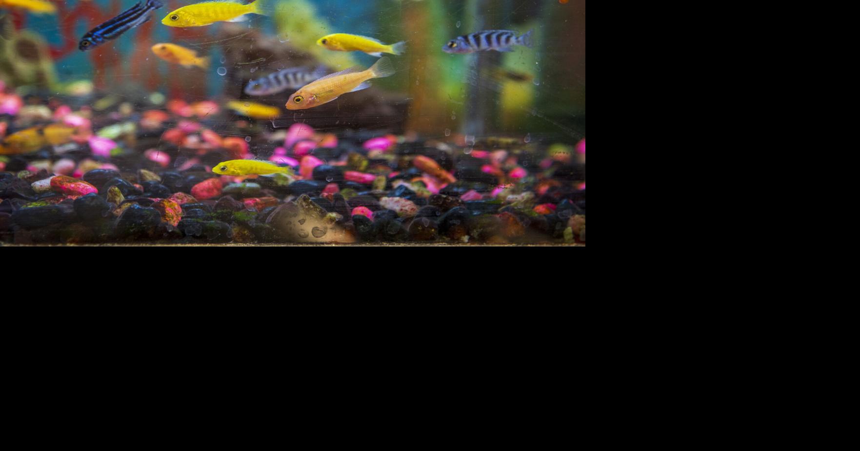 Exotic fish and reptiles for sale in downtown Twin Falls