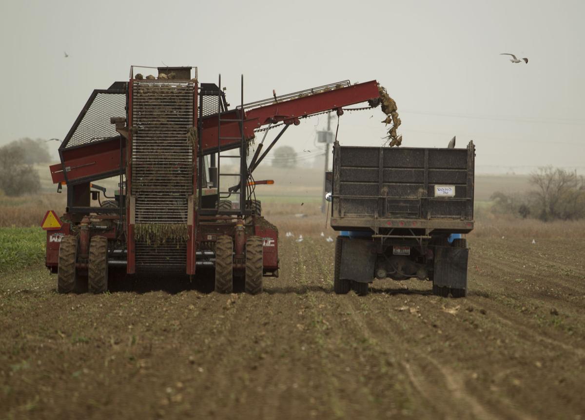 The sugar year Beet harvest brings generations into the fields