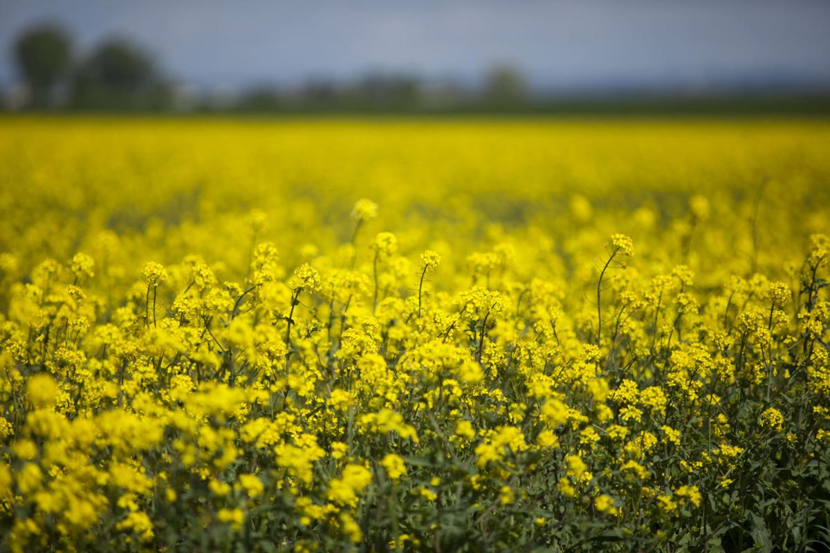 Idaho Mustard Growers Increase Acres by 250 Percent